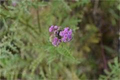 Cyathocline purpurea